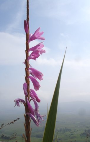 Watsonia confusa flower spike